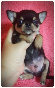 チワワ(スムース)【高知県・男の子・2016年5月30日・ブラックタン】の写真「コンパクトな派手タン男の子♪」