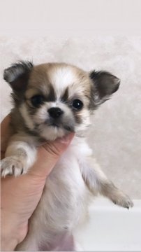 チワワ(ロング)【高知県・女の子・2019年3月25日・フォーンホワイト】の写真「ちびちびの可愛い子」