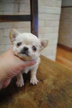 チワワ(ロング)【高知県・女の子・2012年8月17日・クリーム】の写真「」