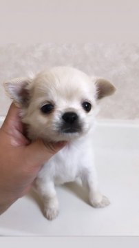 チワワ(ロング)【高知県・女の子・2019年3月25日・クリーム】の写真「色素の濃い垂れ目ちゃん」