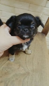 チワワ(ロング)【高知県・男の子・2017年4月17日・ブラックタン】の写真「黒いけどよーくお顔をご覧ください(*^^*)」