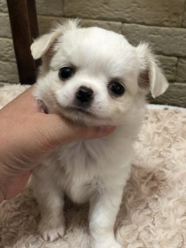 チワワ(ロング)【高知県・男の子・2019年1月7日・クリーム】の写真「色素バッチリ可愛い子」