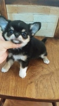 チワワ(ロング)【高知県・男の子・2017年4月17日・ブラックタン ホワイト】の写真「オメメくりりんな男の子」