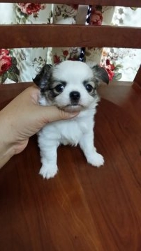 チワワ(ロング)【高知県・男の子・2017年5月17日・パーティー】の写真「ぽよんと可愛い男の子」
