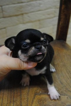 チワワ(スムース)【高知県・女の子・2013年10月15日・ブラックタン ホワイト】の写真「スペシャルな女の子」