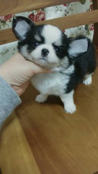 チワワ(ロング)【高知県・男の子・2017年2月19日・トライ】の写真「ぷっくり太口の男の子」