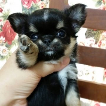 チワワ(ロング)【高知県・女の子・2017年7月31日・ブラックタン ホワイト】の写真「お顔の可愛い女の子」