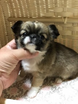 チワワ(ロング)【高知県・女の子・2019年1月18日・レッド ホワイト】の写真「お顔の大きなかわい子ちゃん」