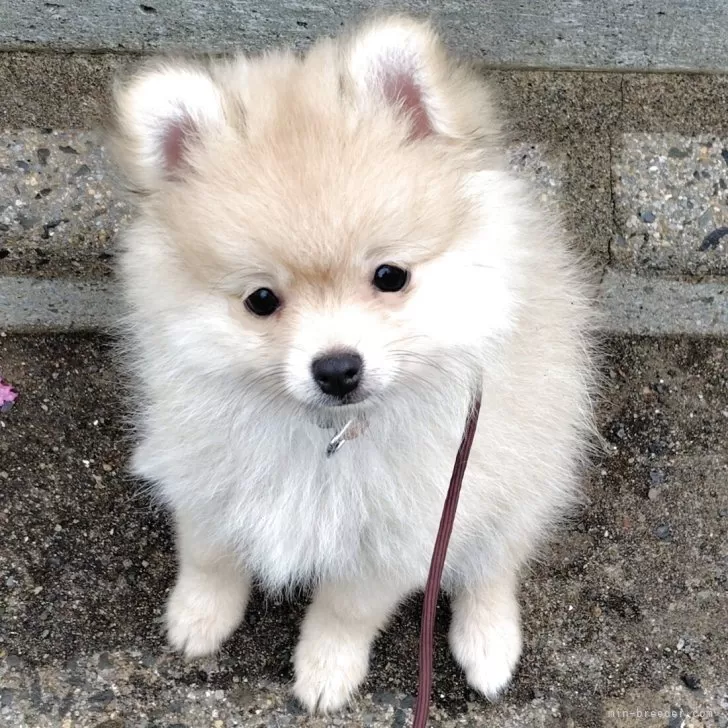 ポメラニアン【東京都・女の子・2025年5月25日・オレンジ】の写真1「人が大好きで、遊んでと寄ってきます」