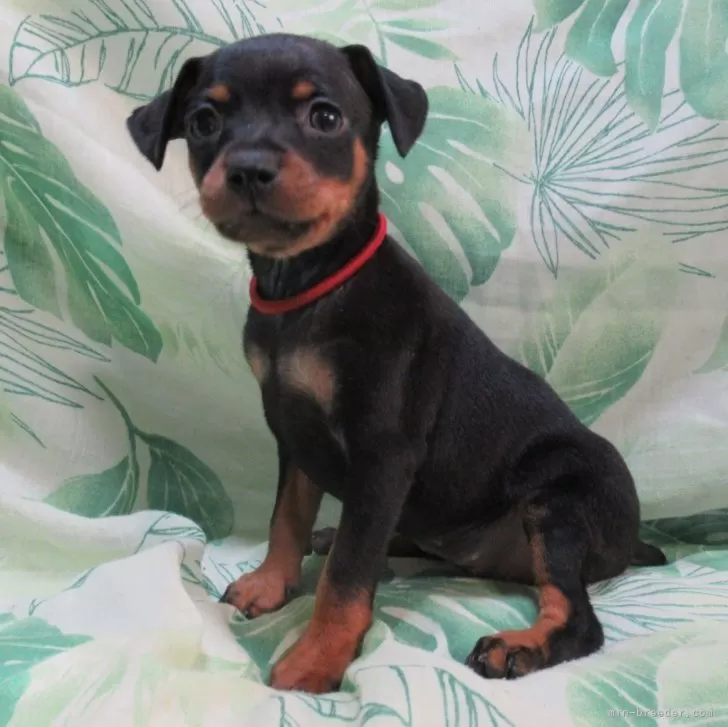 ID：2503-02717の子犬