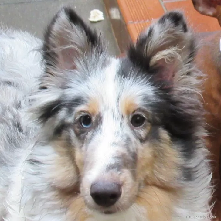 T.T 様のお迎えした子犬