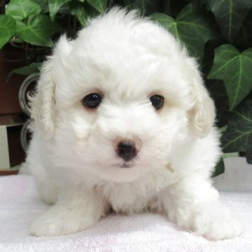 ビションフリーゼ【東京都・男の子・2025年9月17日・ホワイト】の写真「元気なビションフリーゼ」