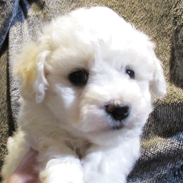 ビションフリーゼ【東京都・男の子・2025年9月17日・ホワイト】の写真「元気な男の子」