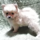 ポメラニアン【東京都・女の子・2025年5月25日・オレンジ】の写真2「ふわふわな毛並み」