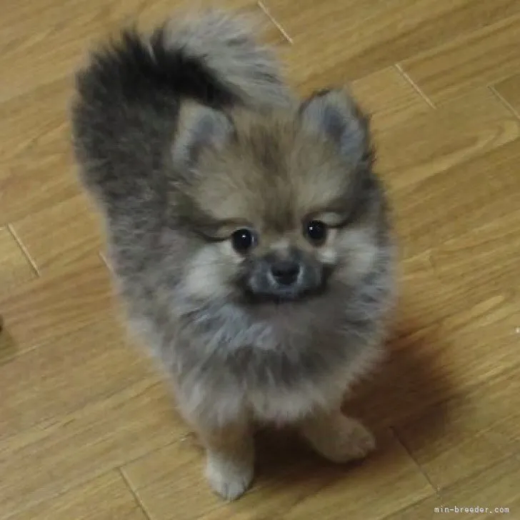 ID：2307-03457の子犬