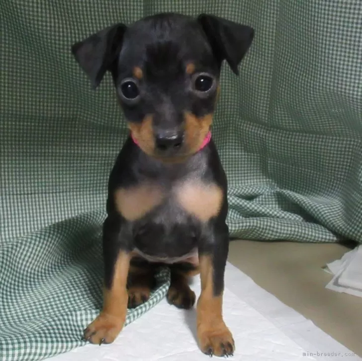 ID：2401-04496の子犬