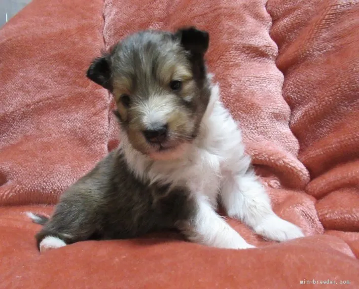 ID：1909-03168の子犬