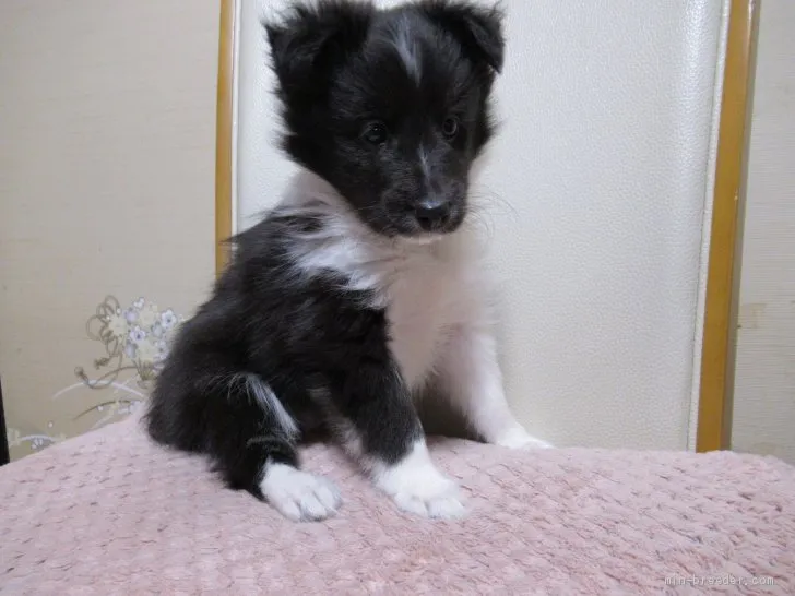 S.T 様のお迎えした子犬