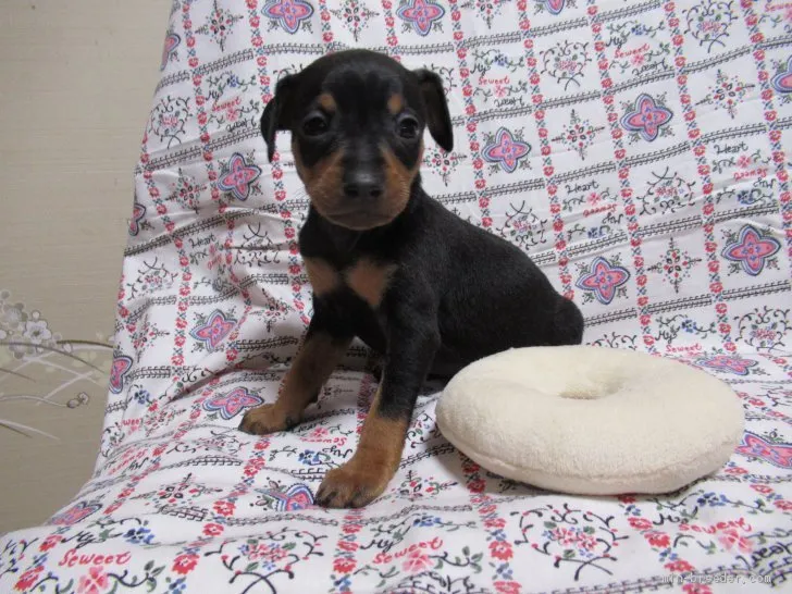 ID：1905-03119の子犬