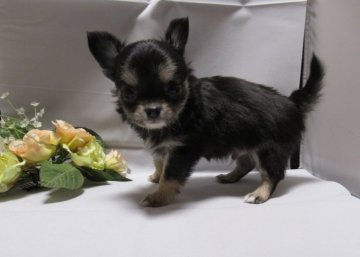 チワワ(ロング)【東京都・男の子・2019年1月10日・ブラック、タン&ホワイト】の写真「元気いっぱい」