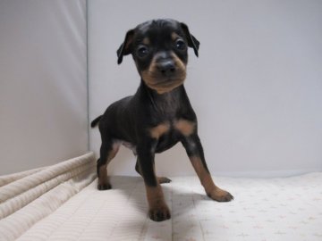 ミニチュアピンシャー【東京都・男の子・2021年3月7日・ブラック&タン】の写真「とても元気な男の子」