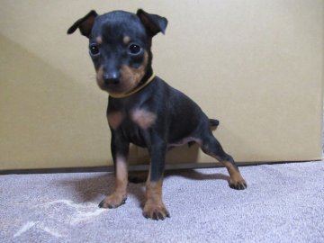 ミニチュアピンシャー【東京都・女の子・2020年10月25日・ブラック&タン】の写真「可愛い女の子です」