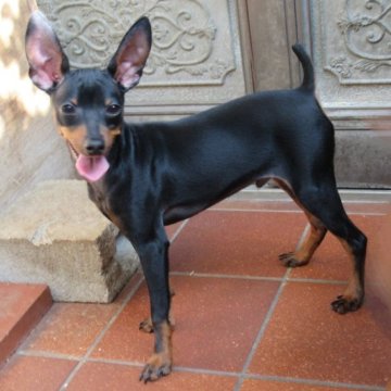 ミニチュアピンシャー【東京都・男の子・2023年4月28日・ブラック&タン】の写真「きれいなブラックタンのミニピン」