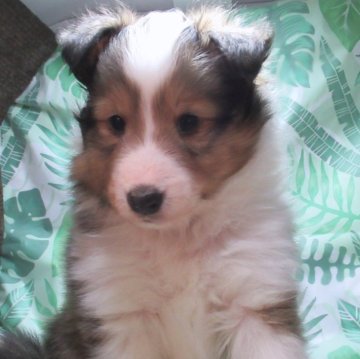 シェットランドシープドッグ【東京都・女の子・2023年11月30日・セーブル&ホワイト】の写真「フルカラーのシェルティー女の子」