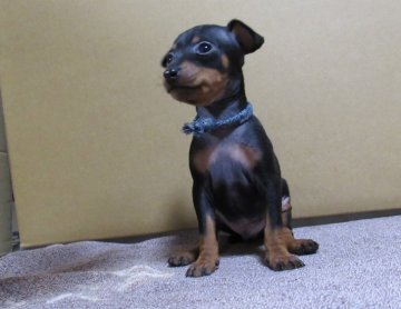 ミニチュアピンシャー【東京都・男の子・2020年10月25日・ブラック&タン】の写真「小ぶりで美しい男の子」