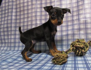 ミニチュアピンシャー【東京都・女の子・2020年10月25日・ブラック&タン】の写真「可愛い女の子です」