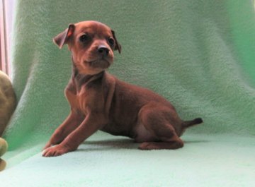 ミニチュアピンシャー【東京都・男の子・2021年3月13日・レッド】の写真「かっこよく育ちそうな男の子」