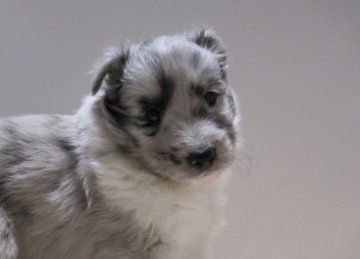 シェットランドシープドッグ【東京都・女の子・2021年3月8日・バイブルー】の写真「美しいシェルティー」