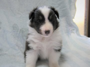 シェットランドシープドッグ【東京都・男の子・2021年4月25日・トライ】の写真「すごくきれいなお顔です」