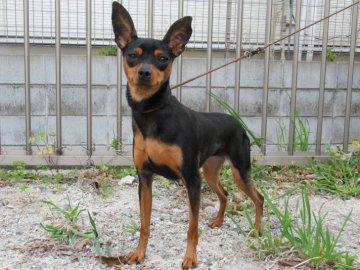 ミニチュアピンシャー【東京都・女の子・2017年5月1日・ブラック&タン】の写真「とても美しい犬です」