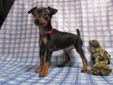 ミニチュアピンシャー【東京都・女の子・2020年10月25日・ブラック&タン】の写真「可愛い女の子」