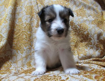 シェットランドシープドッグ【東京都・女の子・2021年7月11日・セーブル&ホワイト】の写真「小ぶりで可愛女の子」