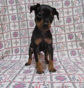 ミニチュアピンシャー【東京都・男の子・2021年9月4日・ブラック&タン】の写真「とても元気な男の子」