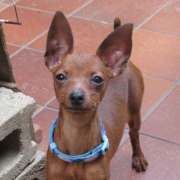 ミニチュアピンシャー【東京都・女の子・2022年10月26日・レッド】の写真「小さな可愛い女の子」