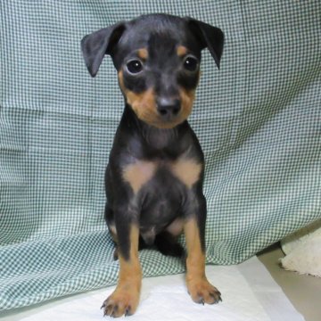 ミニチュアピンシャー【東京都・男の子・2023年12月3日・ブラック・タン】の写真「しっかりした男の子」