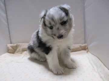 シェットランドシープドッグ【東京都・男の子・2021年3月8日・バイブルー】の写真「大きめ男の子」