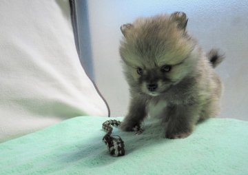 ポメラニアン【東京都・男の子・2020年2月14日・オレンジ】の写真「訳あり、可愛い顔の男の子です」