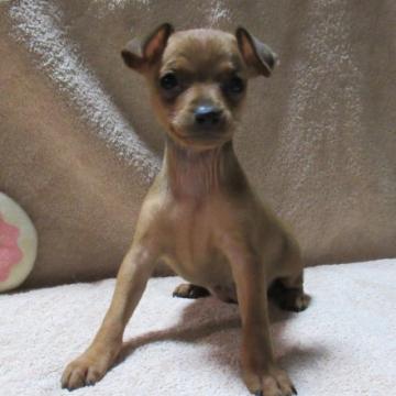 ミニチュアピンシャー【東京都・女の子・2022年10月26日・レッド】の写真「久しぶりにレッドの女の子誕生」