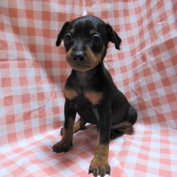 ミニチュアピンシャー【東京都・男の子・2022年5月14日・ブラック&タン】の写真「とてもやんちゃな男の子」