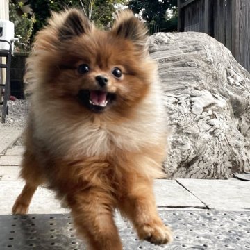 ポメラニアン【岐阜県・女の子・2025年5月11日・オレンジ】の写真「元気いっぱいおてんば娘です！」