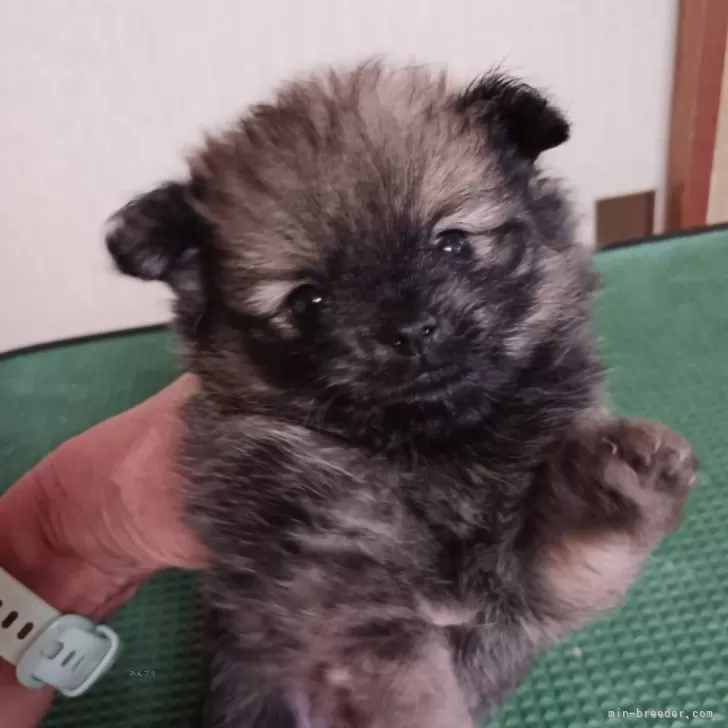 ID:2409-04975の子犬