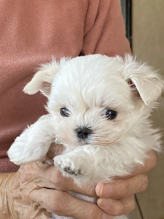 ID:2004-03545の子犬