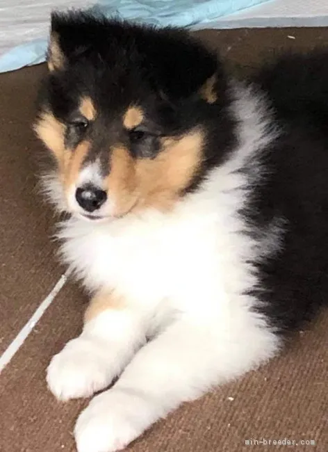 ID：2105-01166の子犬