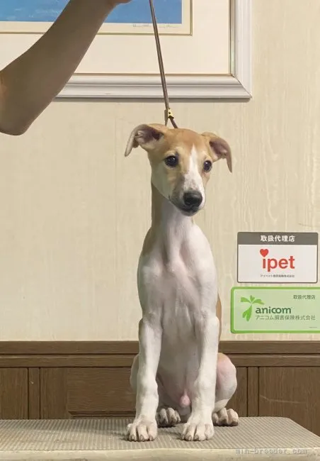 ID:2107-01713の子犬