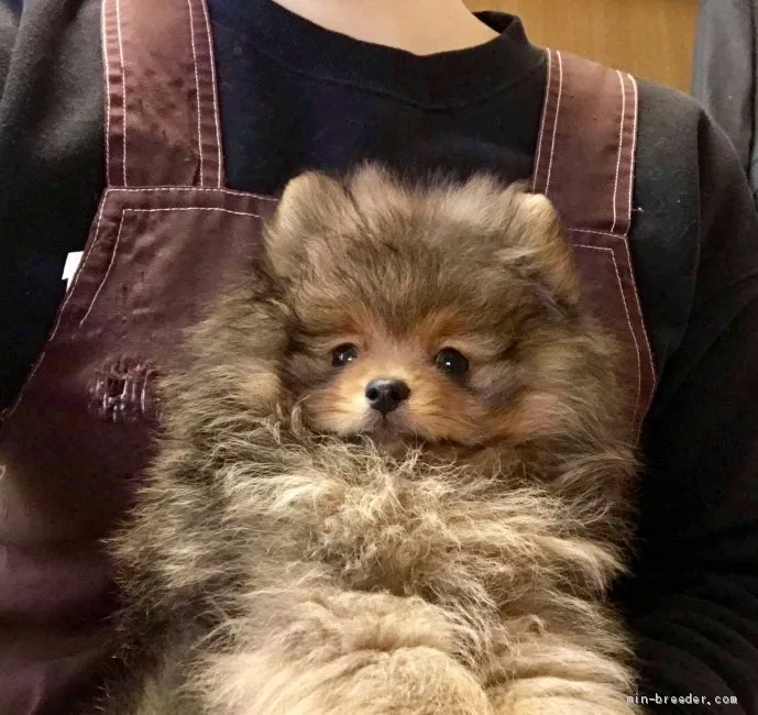 ID：1903-02180の子犬