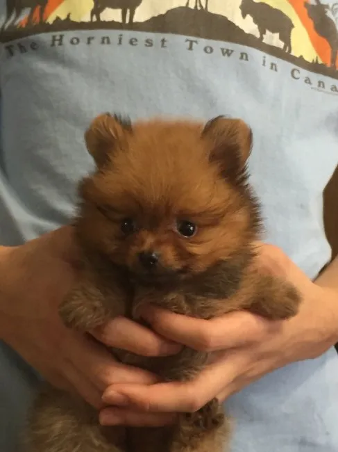 ID:1607-01964の子犬